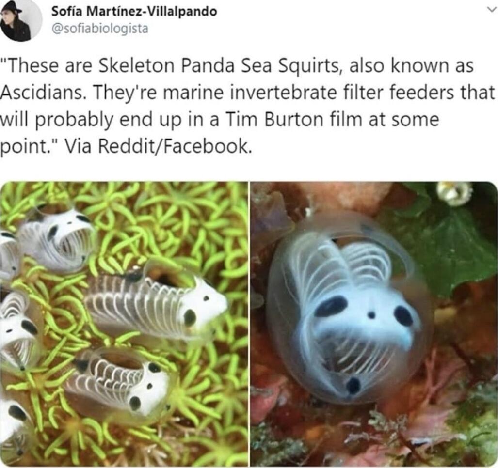 Sofia Martinez Villalpando hese are Skeleton Panda Sea Squirts also known as Ascidians Theyre marine invertebrate filter feeders that will probably end up in a Tim Burton film at some point Via RedditFacebook