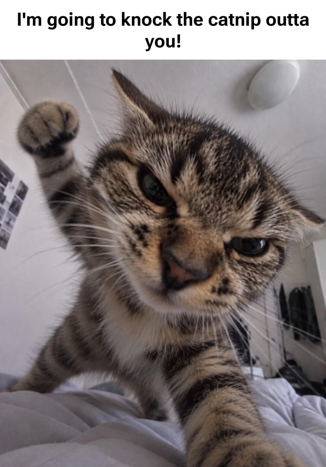 I'm going to knock the catnip outta you!