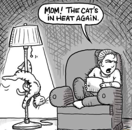 MOM THE CATS IN HEAT AGAI ST