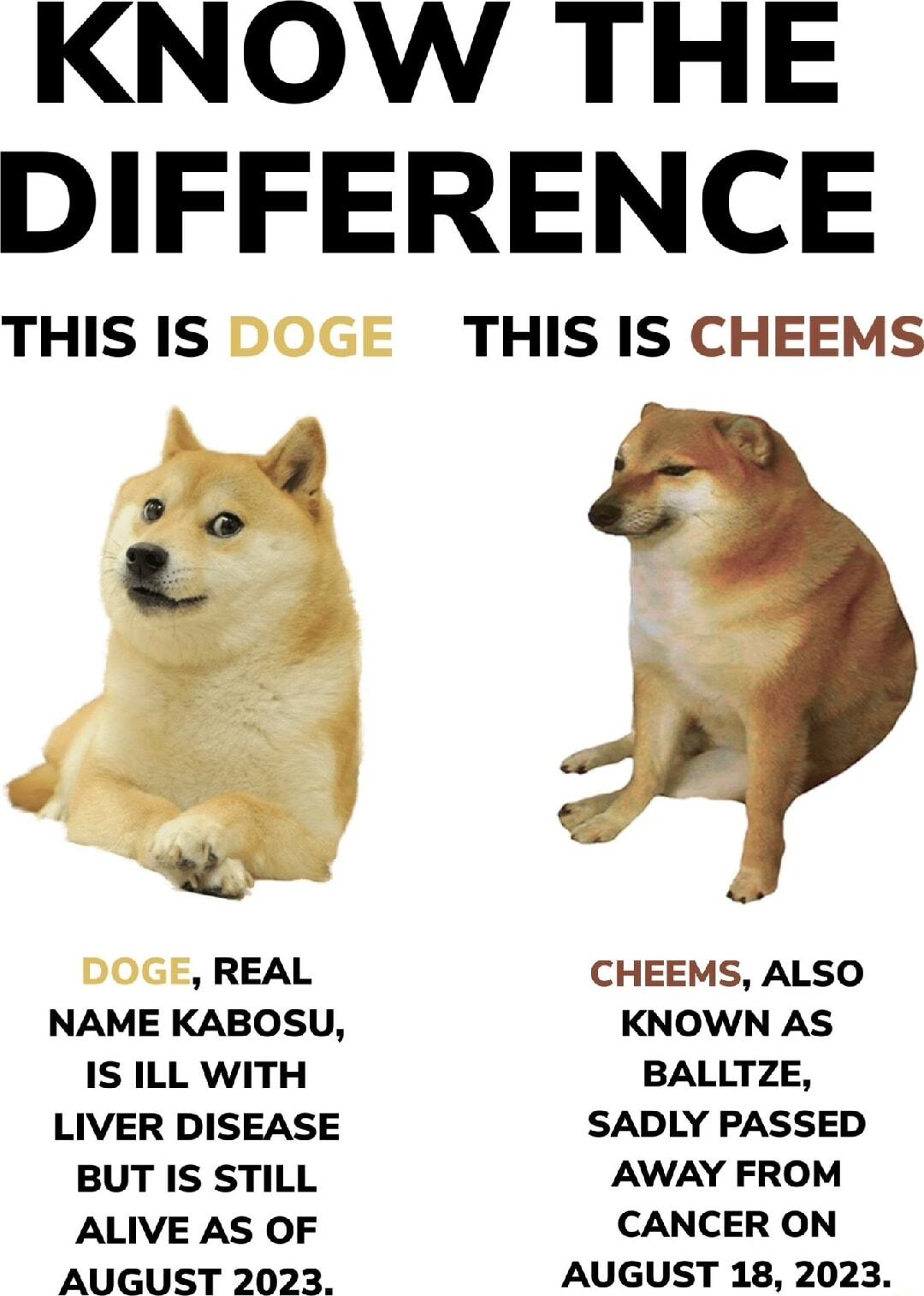 KNOW THE DIFFERENCE THIS IS THIS IS CHEEMS lQ o v REAL CHEEMS ALSO NAME KABOSU KNOWN As IS ILL WITH BALLTZE LIVER DISEASE SADLY PASSED BUT IS STILL AWAY FROM ALIVE AS OF CANCER ON AUGUST 2023 AUGUST 18 2023