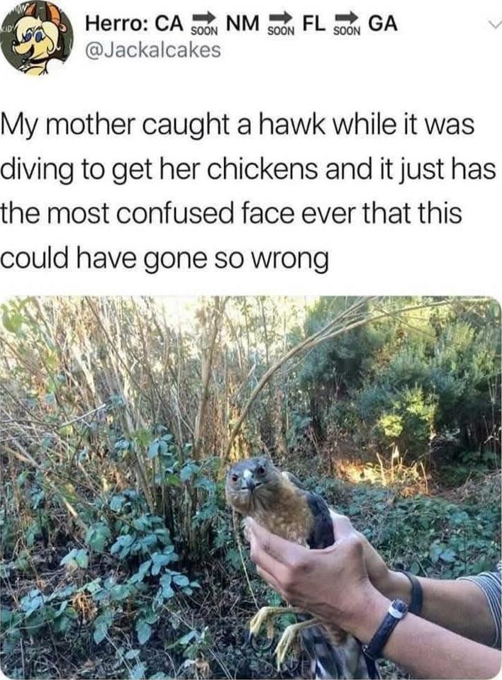 r D Herro CA 52 NM 3 FL 32 GA Jackalcakes My mother caught a hawk while it was diving to get her chickens and it just has he most confused face ever that this ould have gone so wrong