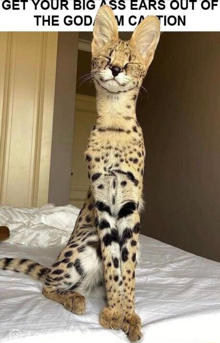 GET YOUR BIG 255 EARS OUT OF THE GOD M C TION v