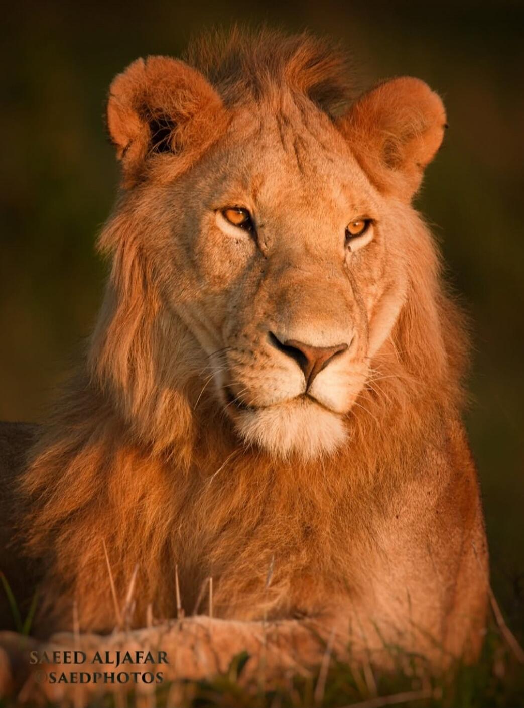 SAEED ALJAFAR
SAEDPHOTOS