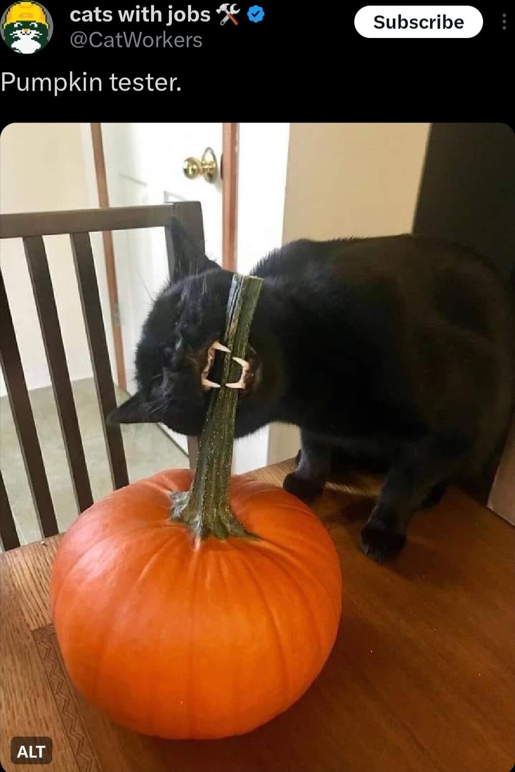 cats with jobs IS Pumpkin tester