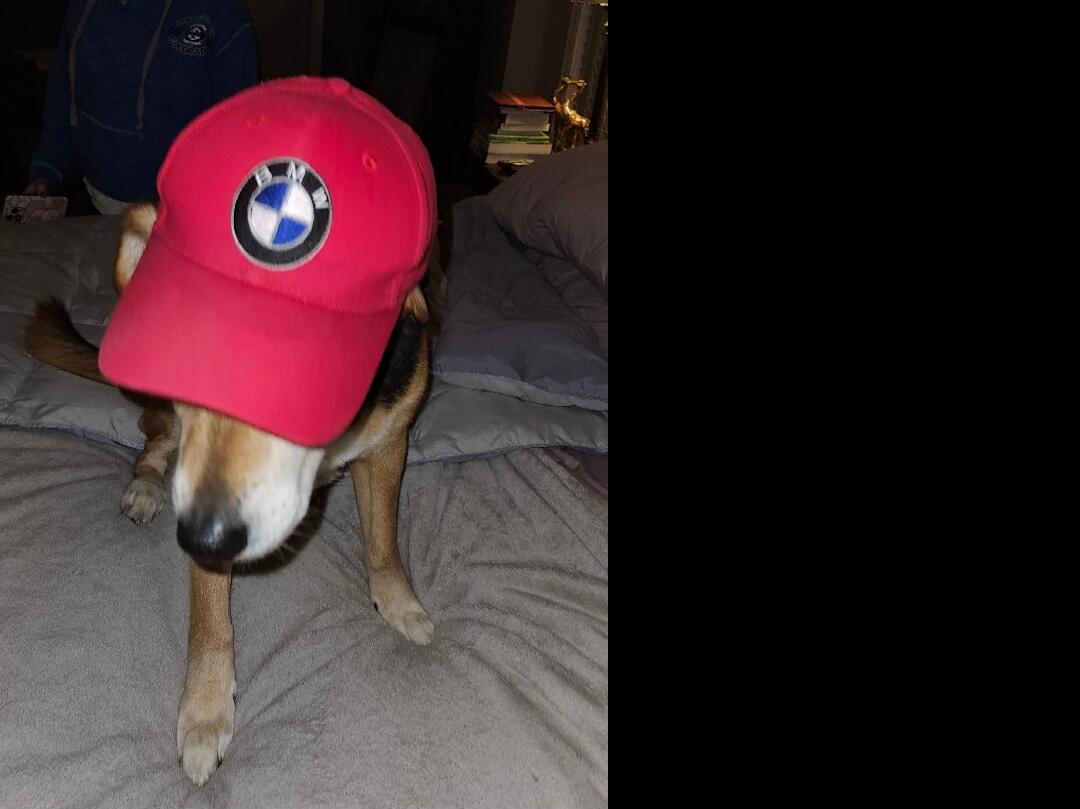 Dog wearing a red cap with a BMW logo.