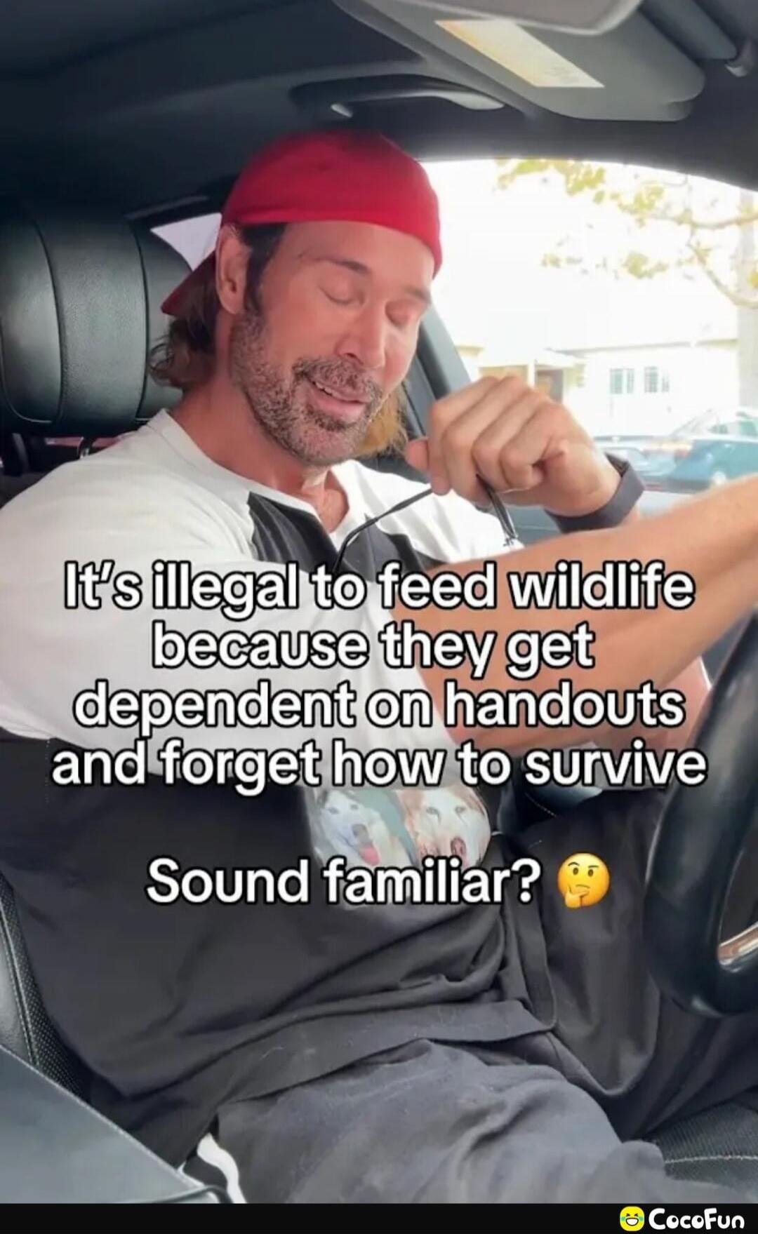 It's illegal to feed wildlife because they get dependent on handouts and forget how to survive Sound familiar?