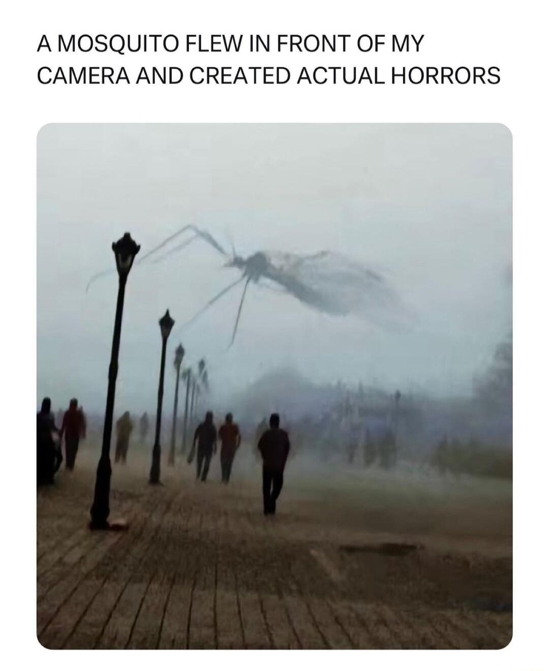 AMOSQUITO FLEW IN FRONT OF MY CAMERA AND CREATED ACTUAL HORRORS