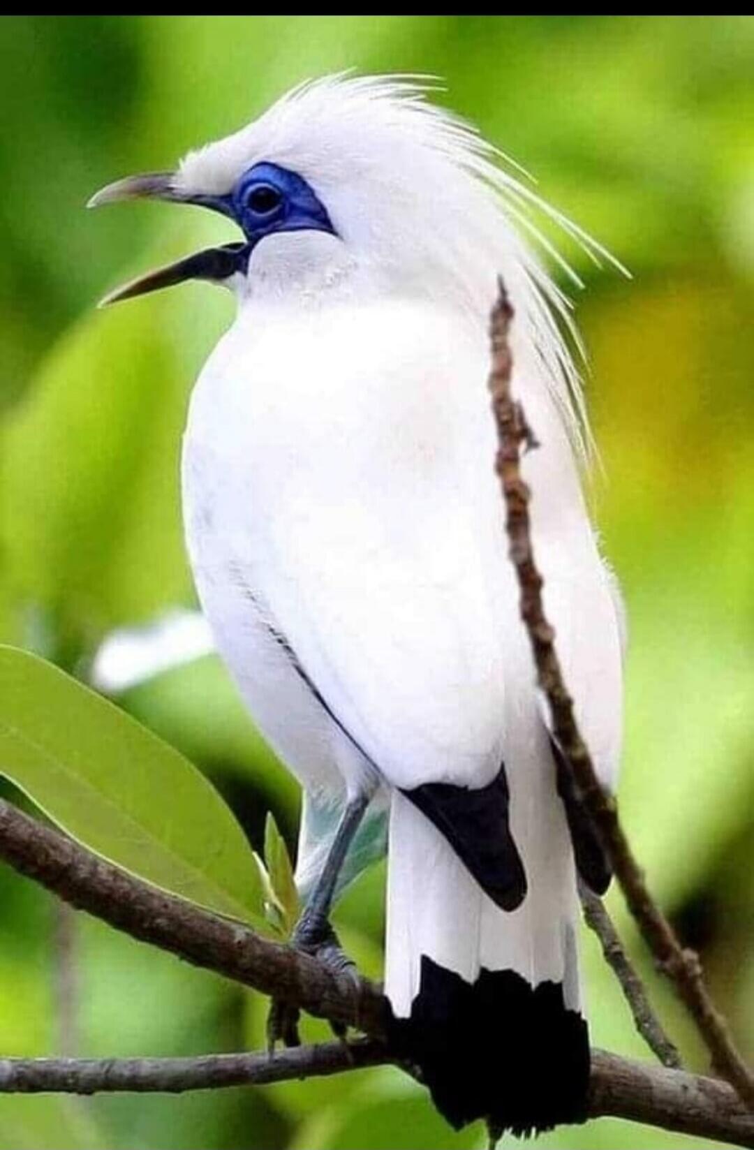 A white bird perched on a branch with a blue face and black-tipped tail.