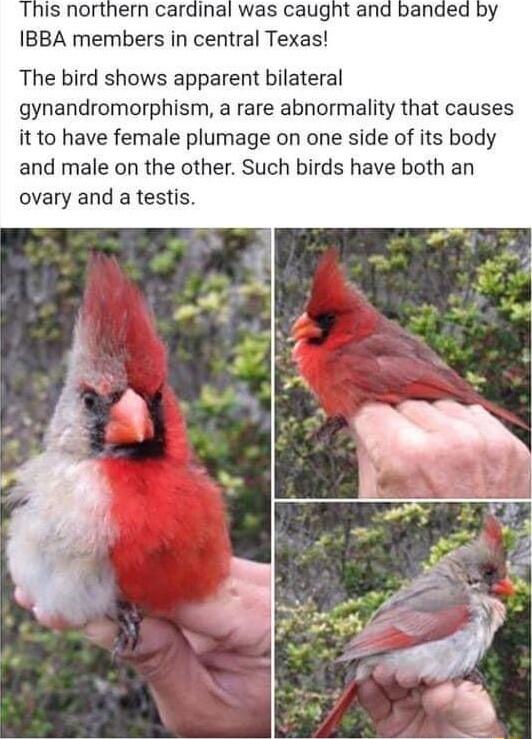 is northern cardinal was caught and banded IBBA members in central Texas The bird shows apparent bilateral gynandromorphism a rare abnormality that causes it to have female plumage on one side of its body and male on the other Such birds have both an ovary and a testis