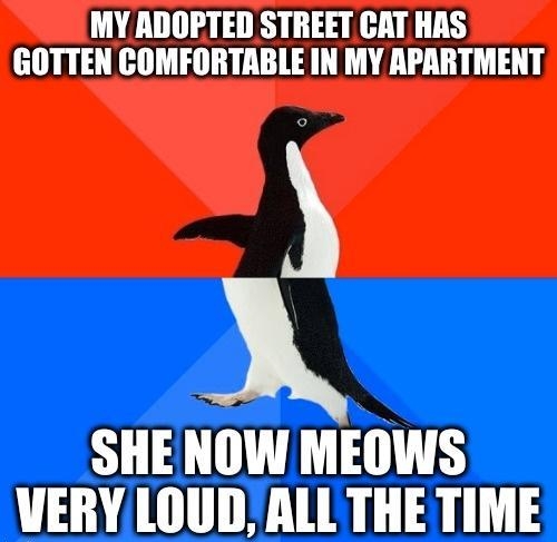 MY ADOPTED STREET CAT HAS GOTTEN COMFORTABLE IN MY APARTMENT 5 SHENOW MEOWS WERY LOUD ALL THE TIME