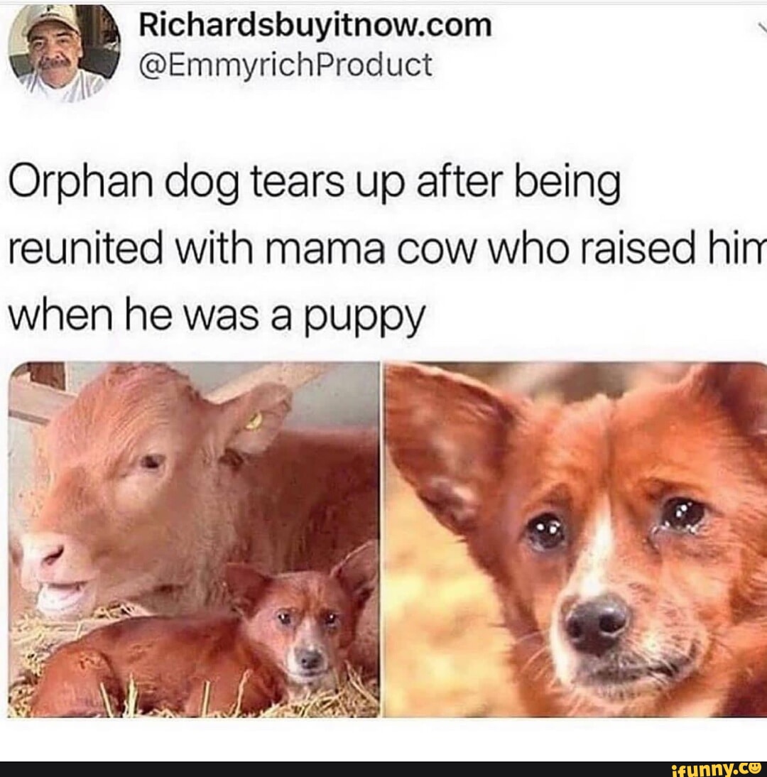 Richardsbuyitnowcom P EmmyrichProduct Orphan dog tears up after being reunited with mama cow who raised hin when he was a puppy