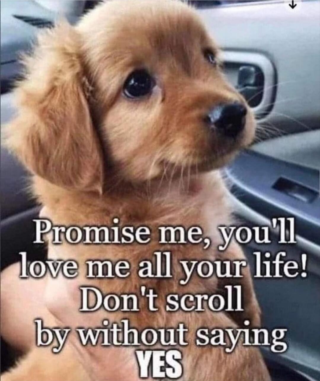 Promise me, you'll love me all your life! Don't scroll by without saying YES