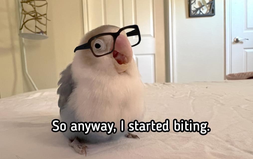 birdbismicon