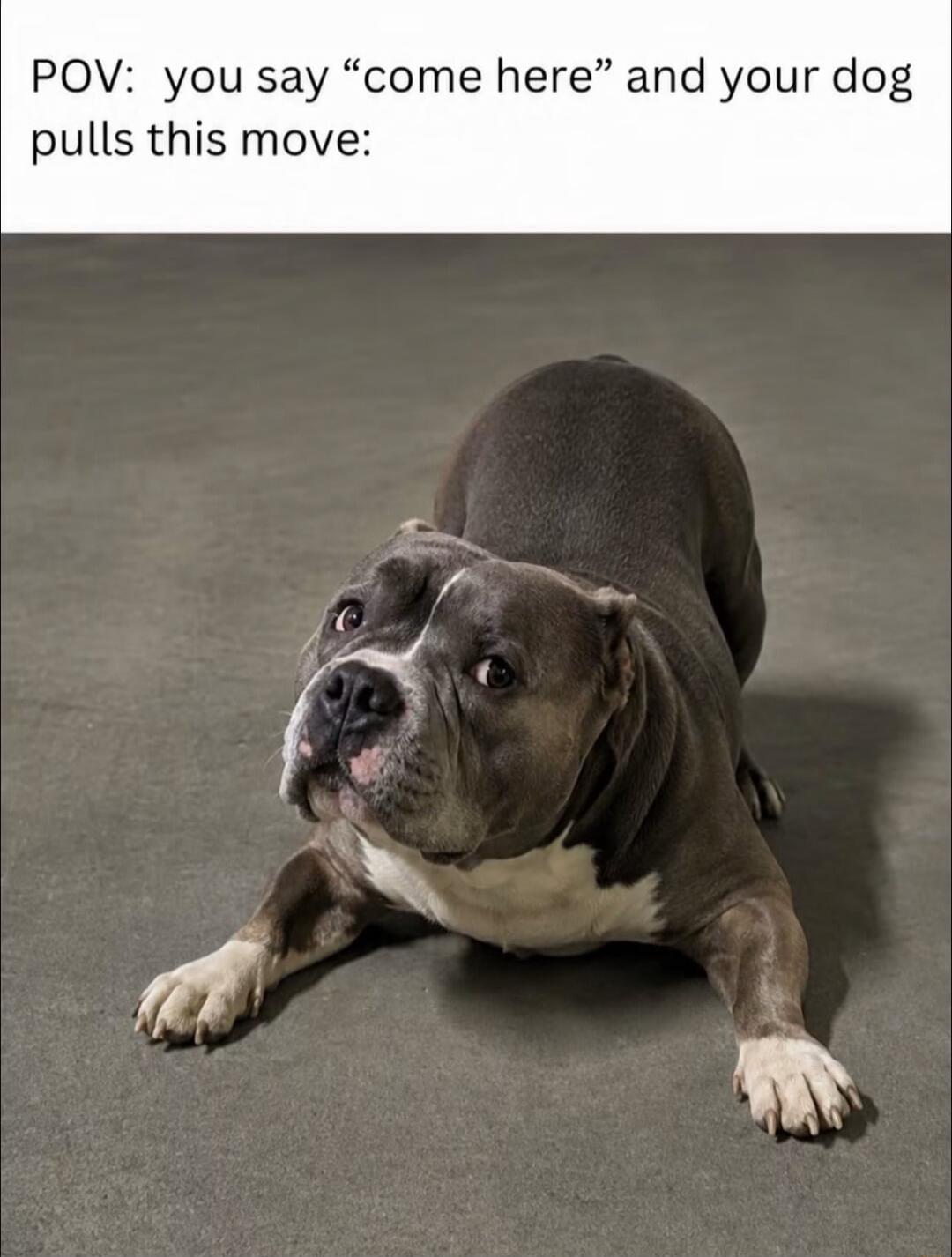 POV: you say “come here” and your dog pulls this move:
