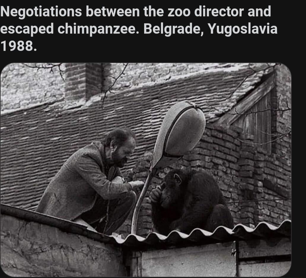 Negotiations between the zoo director and escaped chimpanzee Belgrade Yugoslavia 1988