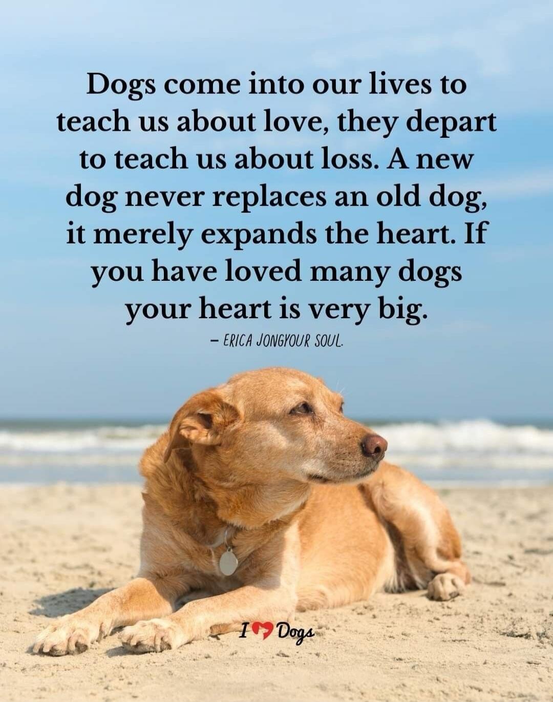 Dogs come into our lives to teach us about love, they depart to teach us about loss. A new dog never replaces an old dog, it merely expands the heart. If you have loved many dogs your heart is very big. - ERICA JONGYOUR SOUL. I ❤️ Dogs