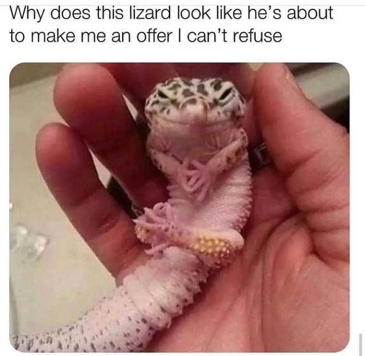 Why does this lizard look like hes about to make me an offer cant refuse