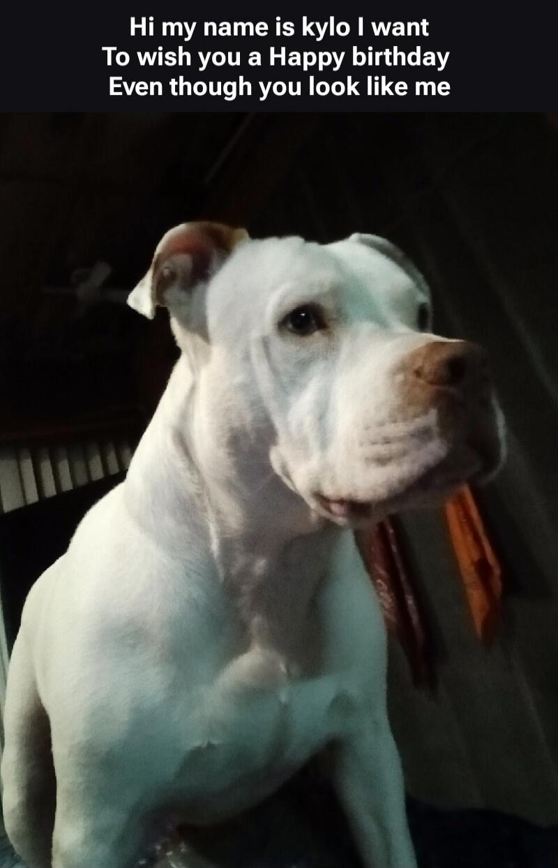 Hi my name is kylo I want To wish you a Happy birthday Even though you look like me