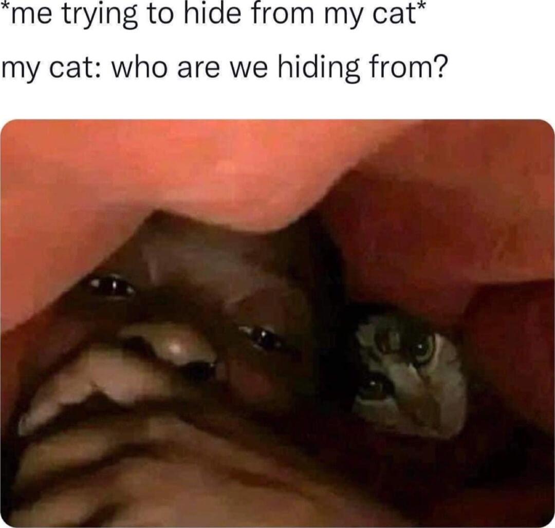 me trying to hide from my cat my cat who are we hiding from