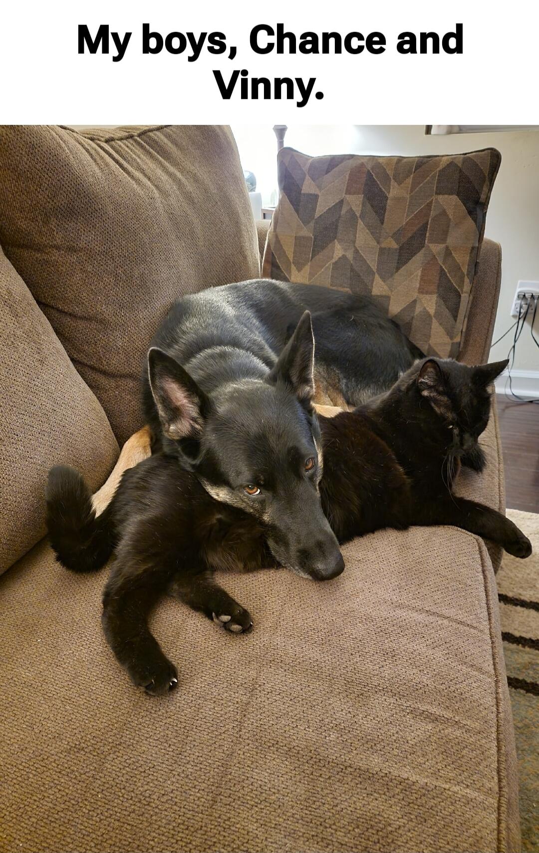 My boys, Chance and Vinny.