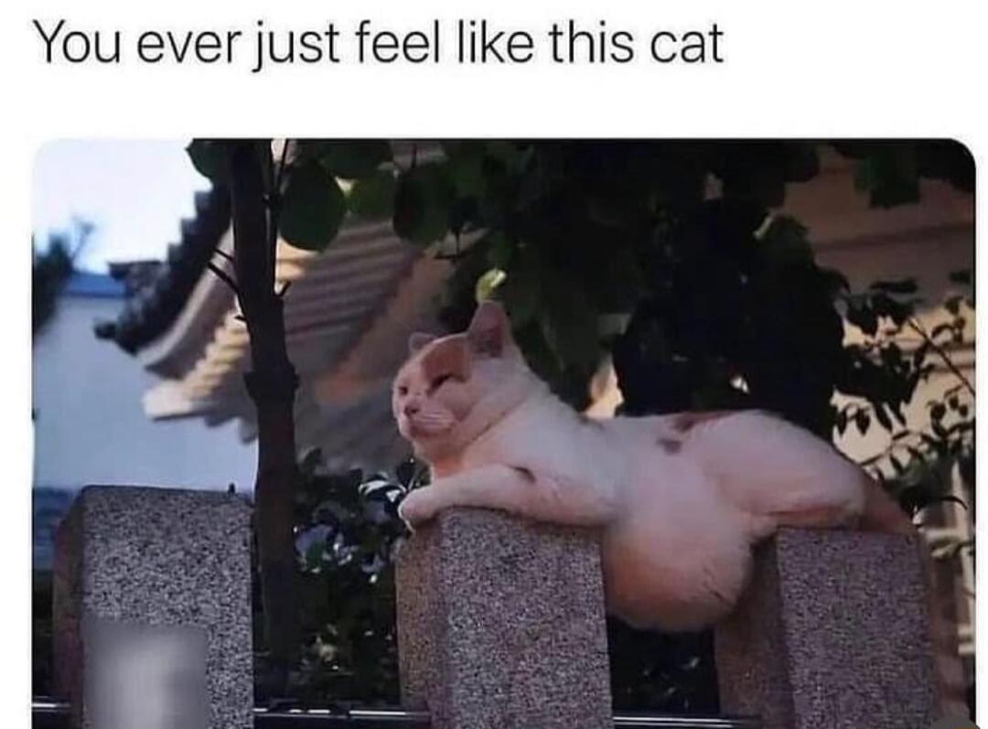 You ever just feel like this cat