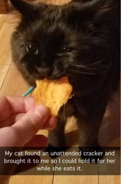 v My cat found an unattended cracker and brought it to me so could hold it for her while she eats it