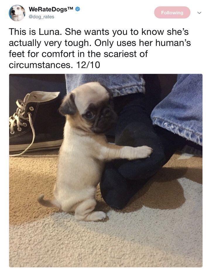 e N WeRateDogs dog_rates This is Luna She wants you to know shes actually very tough Only uses her humans feet for comfort in the scariest of circumstances 1210