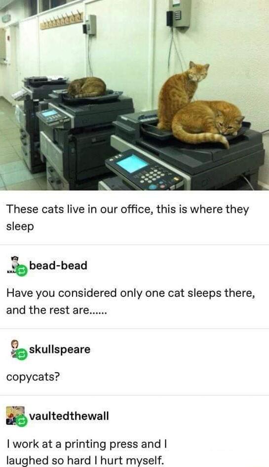 These cats live in our office this is where they sleep bead bead Have you considered only one cat sleeps there and the rest are Qskullspeare copycats SVaultedthewall work at a printing press and laughed so hard hurt myself