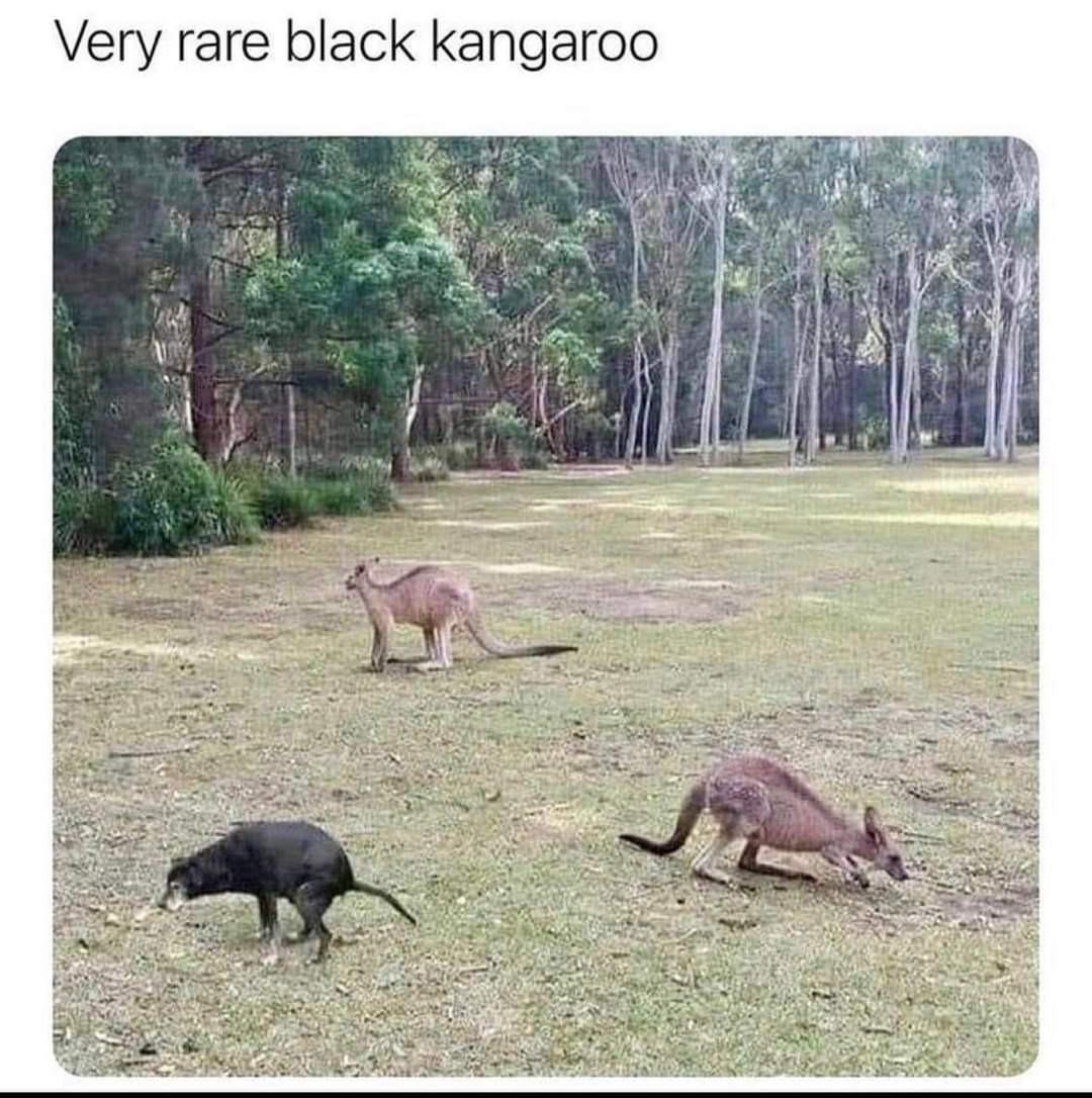 Very rare black kangaroo