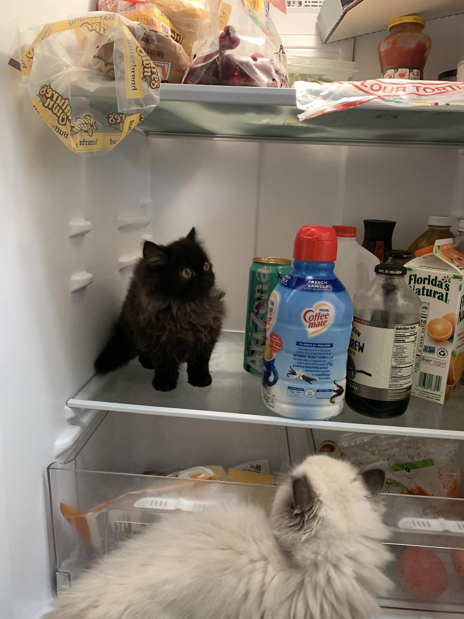 FRENCH VANILLA