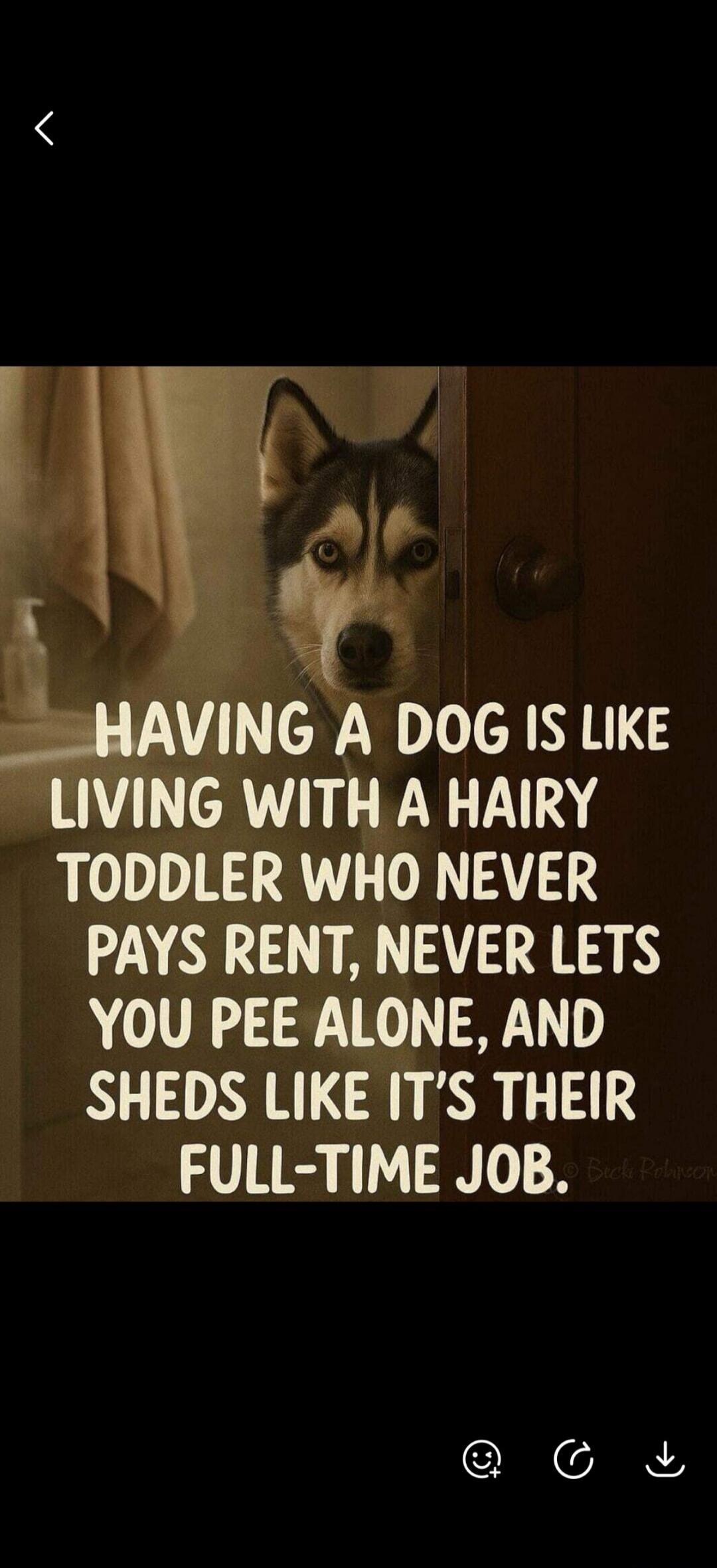HAVING A DOG IS LIKE LIVING WITH A HAIRY TODDLER WHO NEVER PAYS RENT, NEVER LETS YOU PEE ALONE, AND SHEDS LIKE IT'S THEIR FULL-TIME JOB. © Bucki Robinson