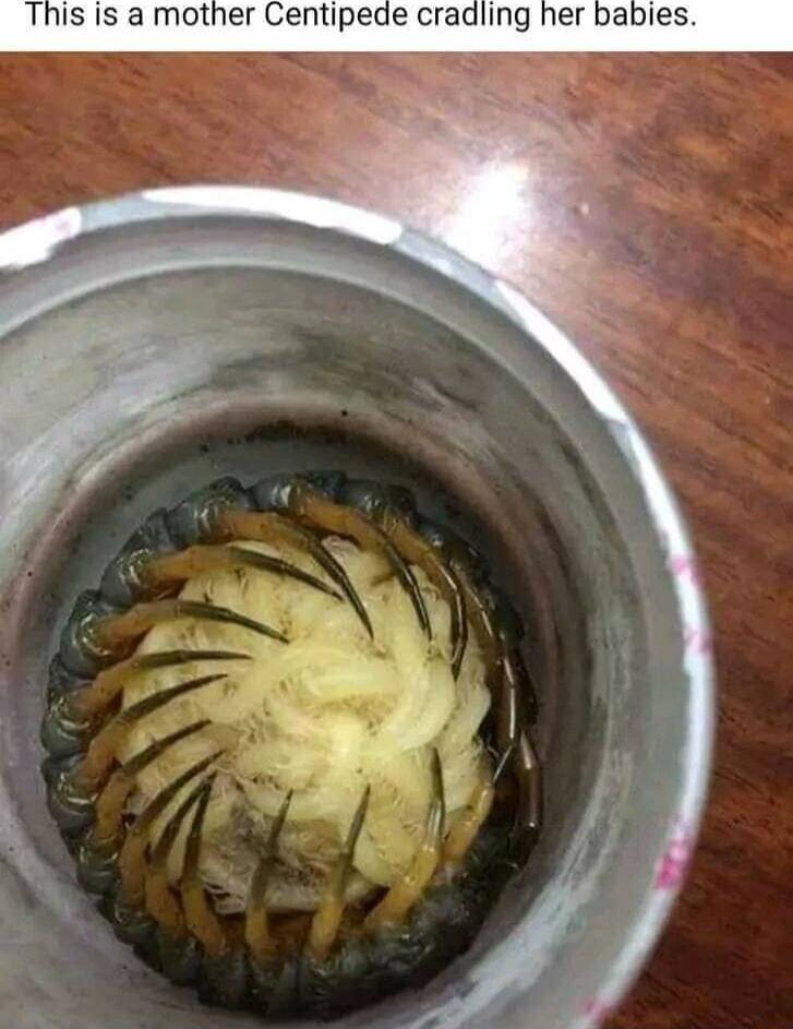 This is a mother Centipede cradling her babies