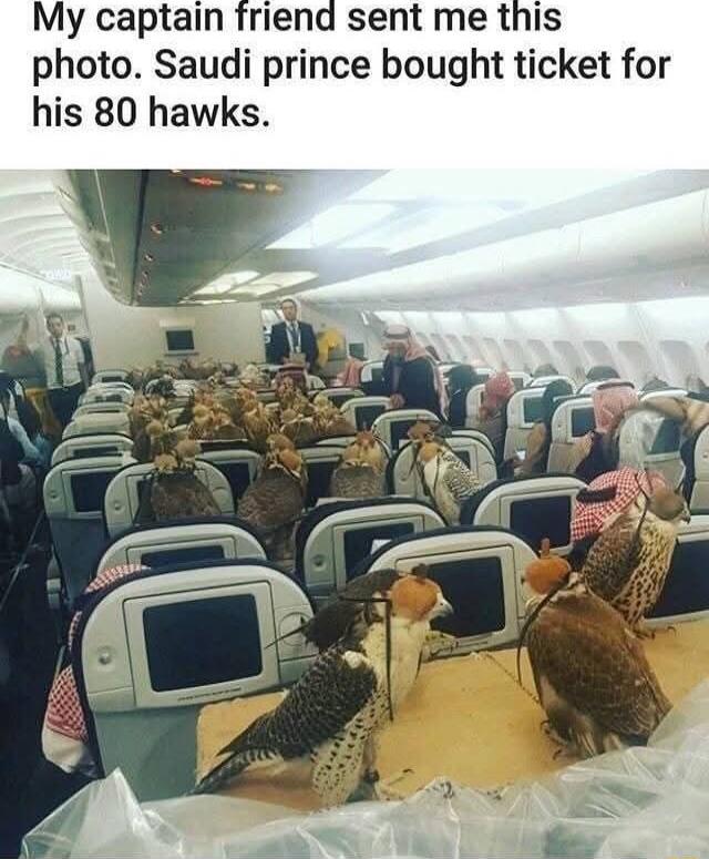 My captain friend sent me this photo Saudi prince bought ticket for his 80 hawks
