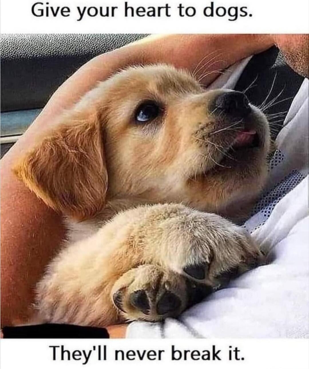 Give your heart to dogs. They'll never break it.