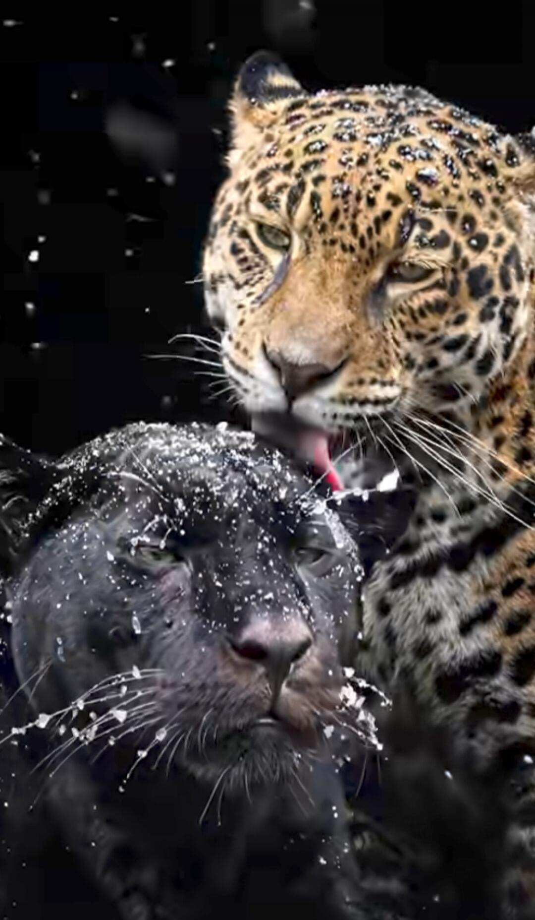A leopard appears to lick a black animal, possibly another big cat, with snow on its face.
