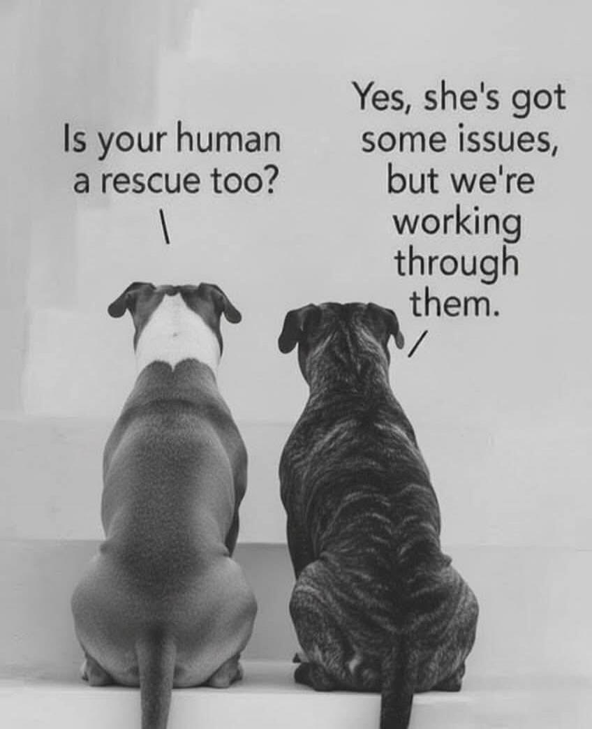Is your human a rescue too?
Yes, she's got some issues, but we're working through them.