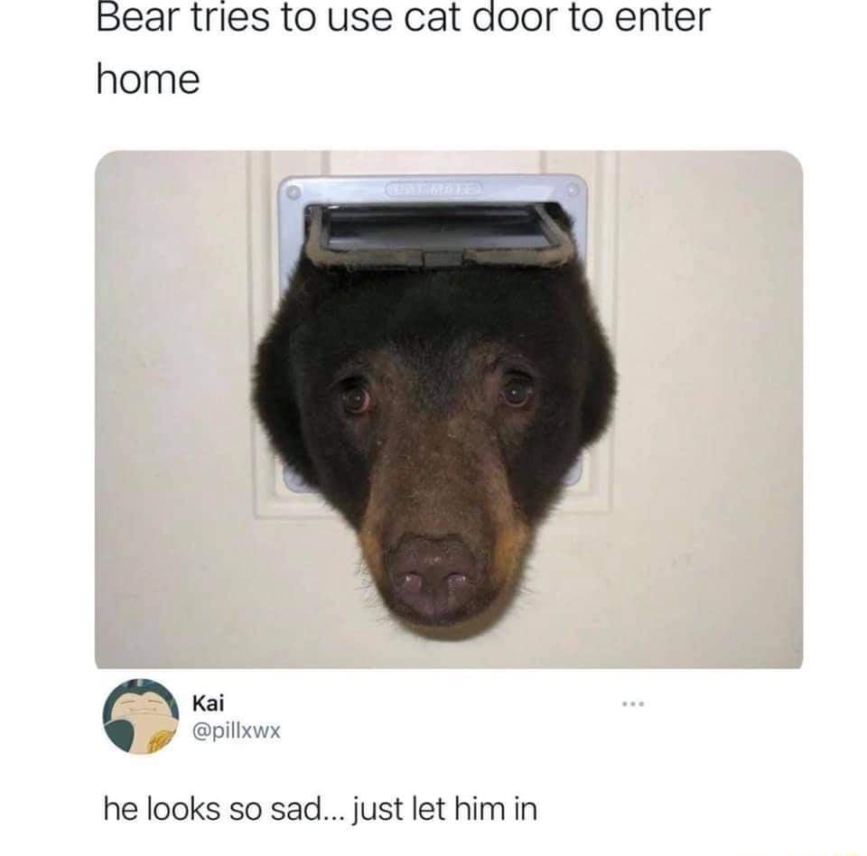 Bear tries 1o use cat door to enter home Kai v he looks so sad just let him in