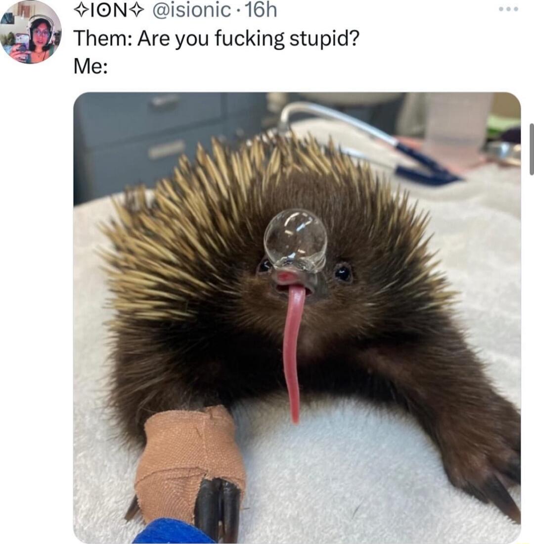 LS ION isionic 16h a wfy Them Are you fucking stupid Me