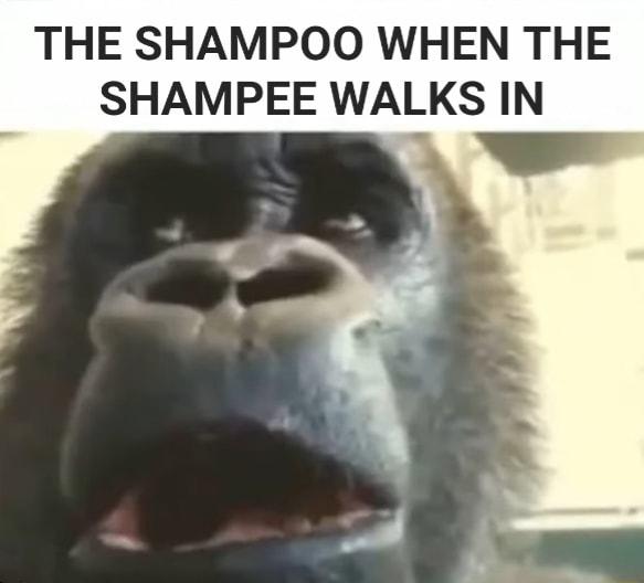 THE SHAMPOO WHEN THE SHAMPEE WALKS IN
