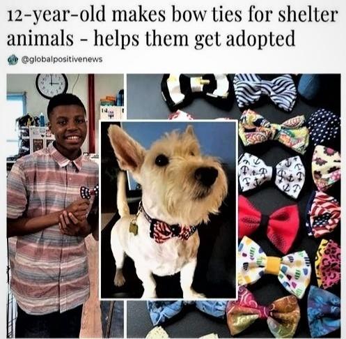 12 year old makes how ties for shelter animals helps them get adopted