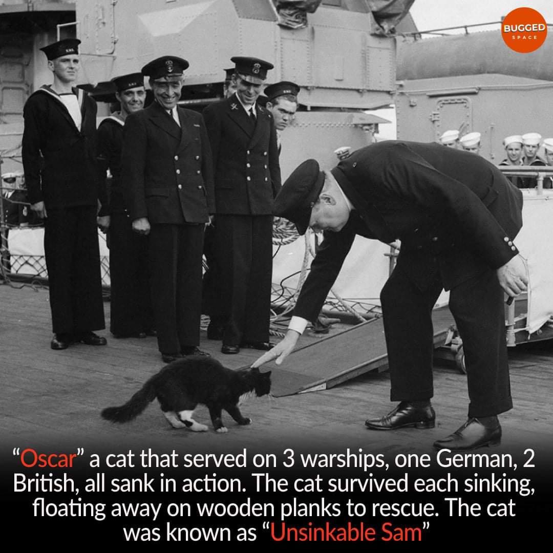 a cat that served on3 warshlps one German 2 British all sank in action The cat survived each smklng oatlng EWWENAe wooden planks to rescue The cat QT ES