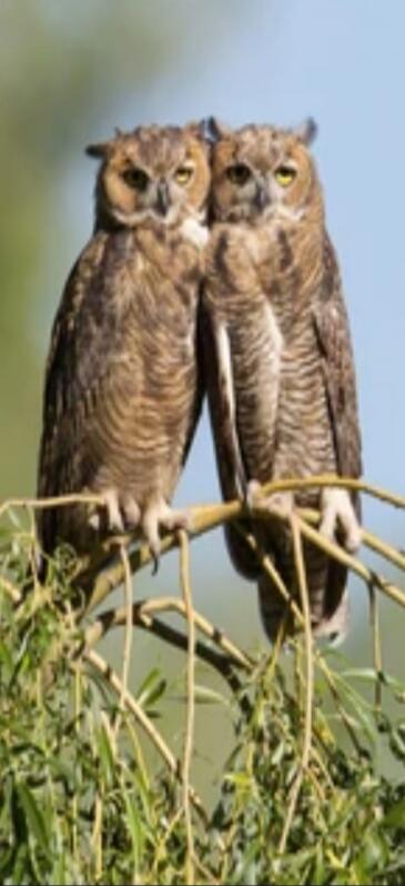 Session ID: 1047181.