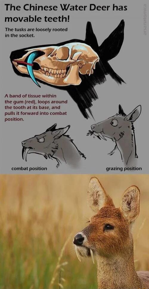 The Chinese Water Deer has movable teeth!\nThe tusks are loosely rooted in the socket.\nA band of tissue within the gum (red), loops around the tooth at its base, and pulls it forward into combat position.\n\ncombat position        grazing position