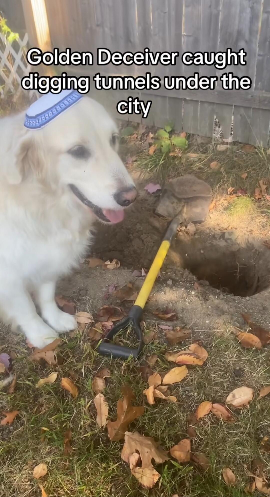 Golden Deceiver caught digging tunnels under the city