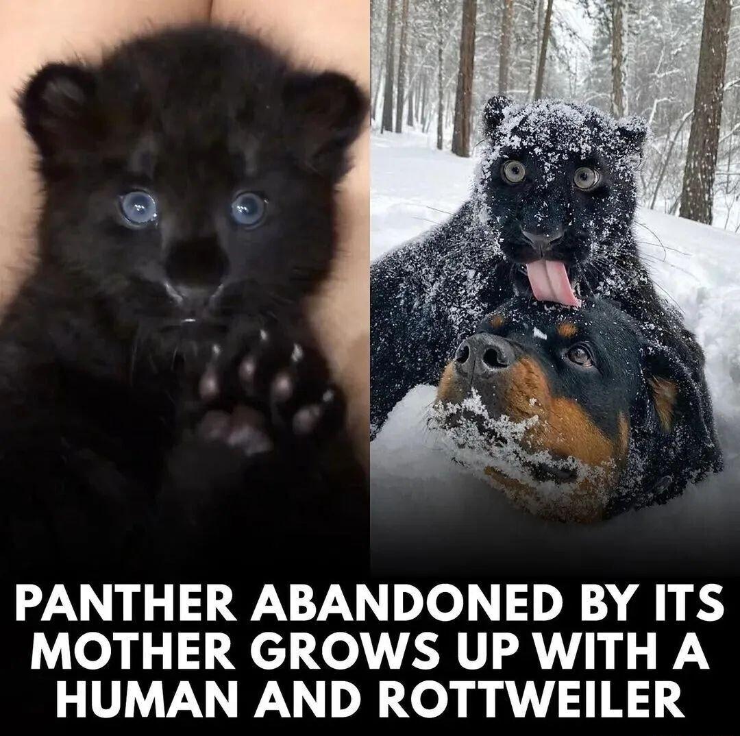 PANTHER ABANDONED BY ITS MOTHER GROWS UP WITH A HUMAN AND ROTTWEILER