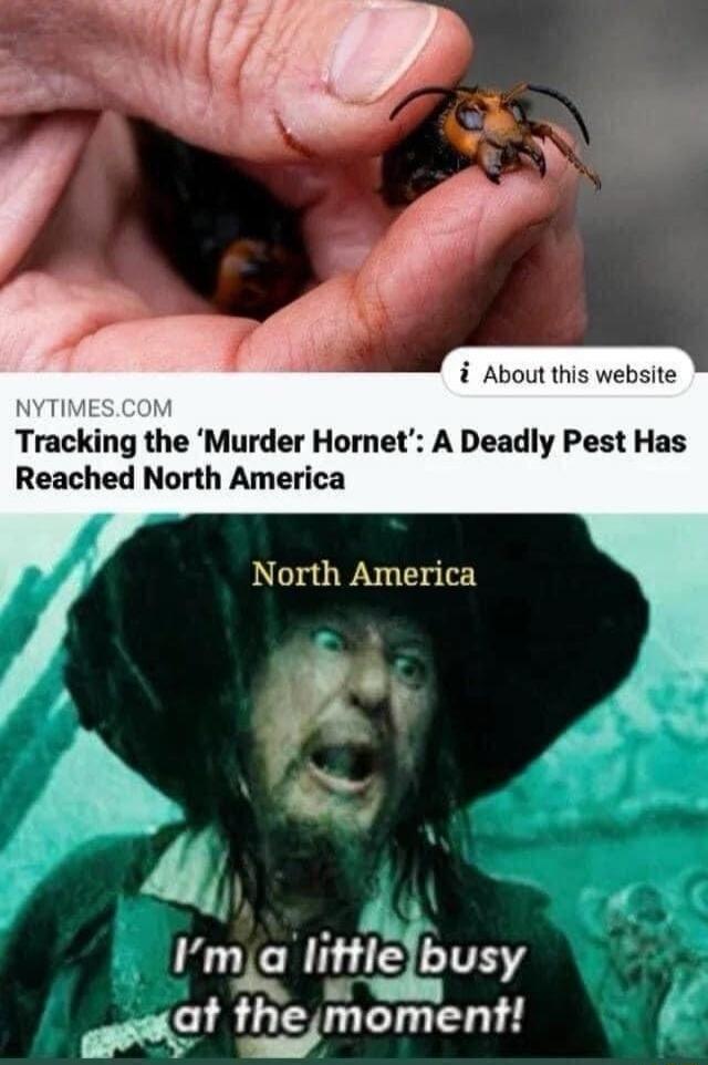 Tracking the 'Murder Hornet': A Deadly Pest Has Reached North America
North America
I'm a little busy at the moment!