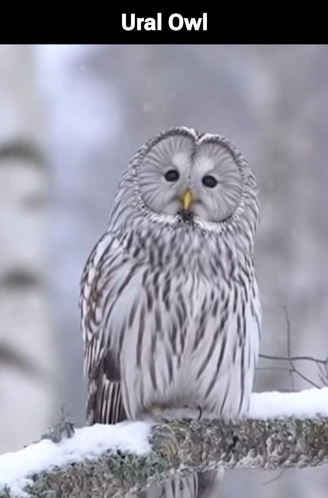 Ural Owl