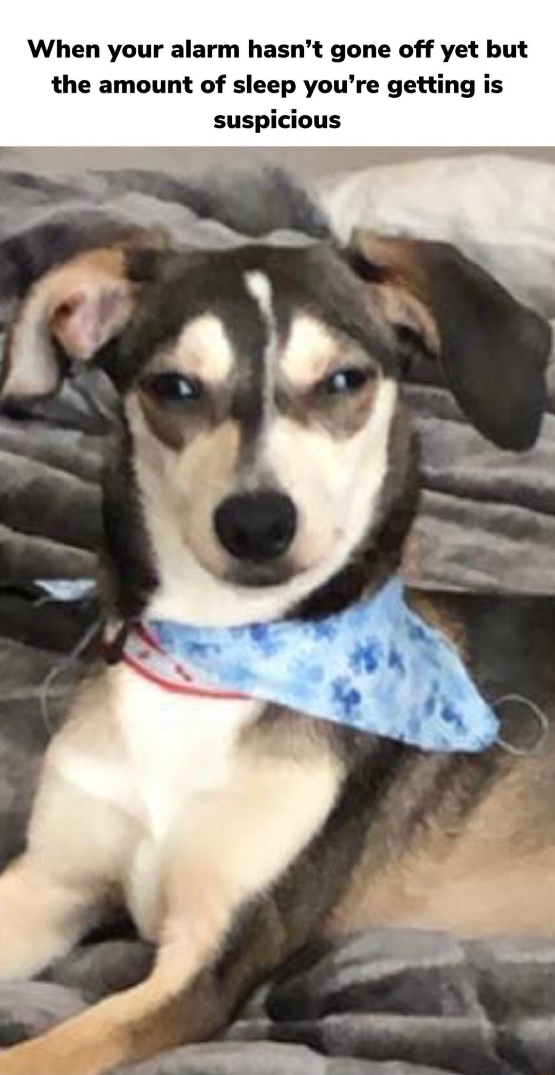 When your alarm hasnt gone off yet but the amount of sleep youre getting is suspicious