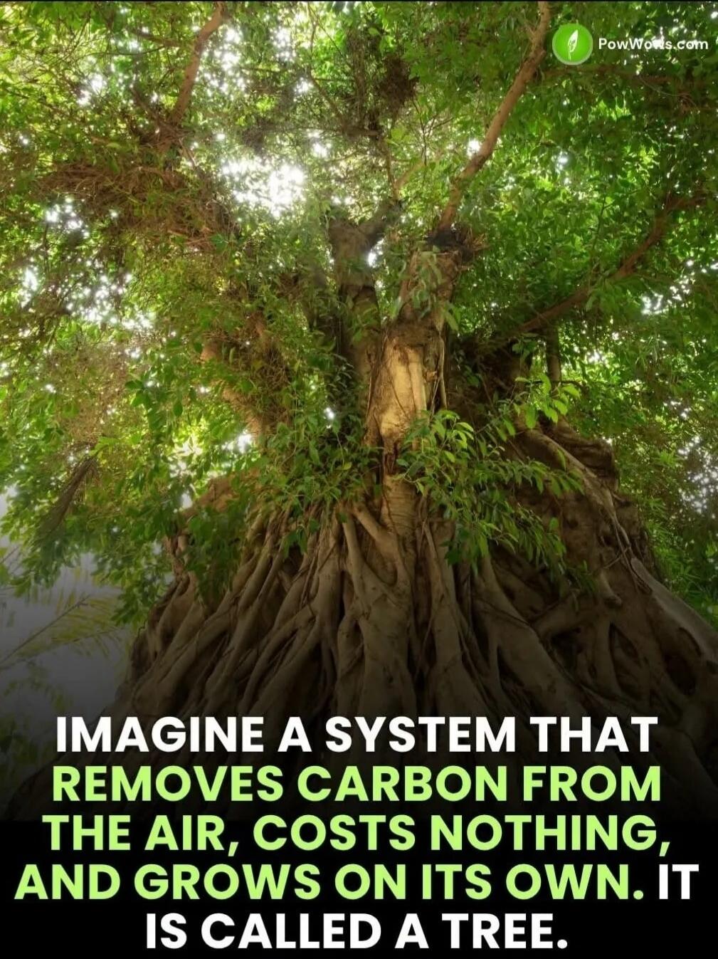 IMAGINE A SYSTEM THAT REMOVES CARBON FROM THE AIR, COSTS NOTHING, AND GROWS ON ITS OWN. IT IS CALLED A TREE.