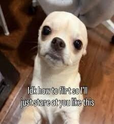 I don't know how to flirt so I'll just stare at you like this